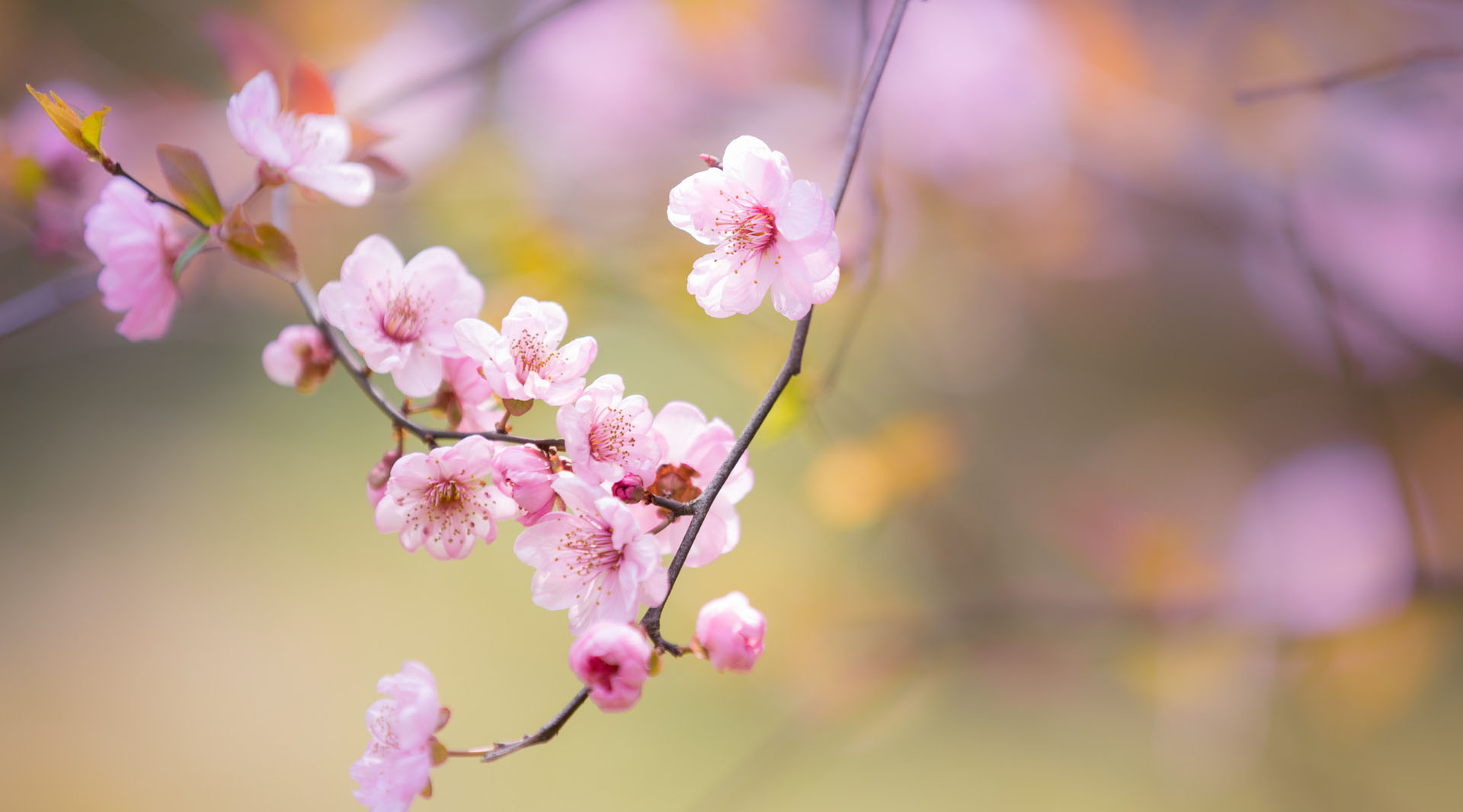 杏林早报 | 惊蛰至，巧借一花养肝血，心情好、睡得香，还能祛斑养颜(图4)