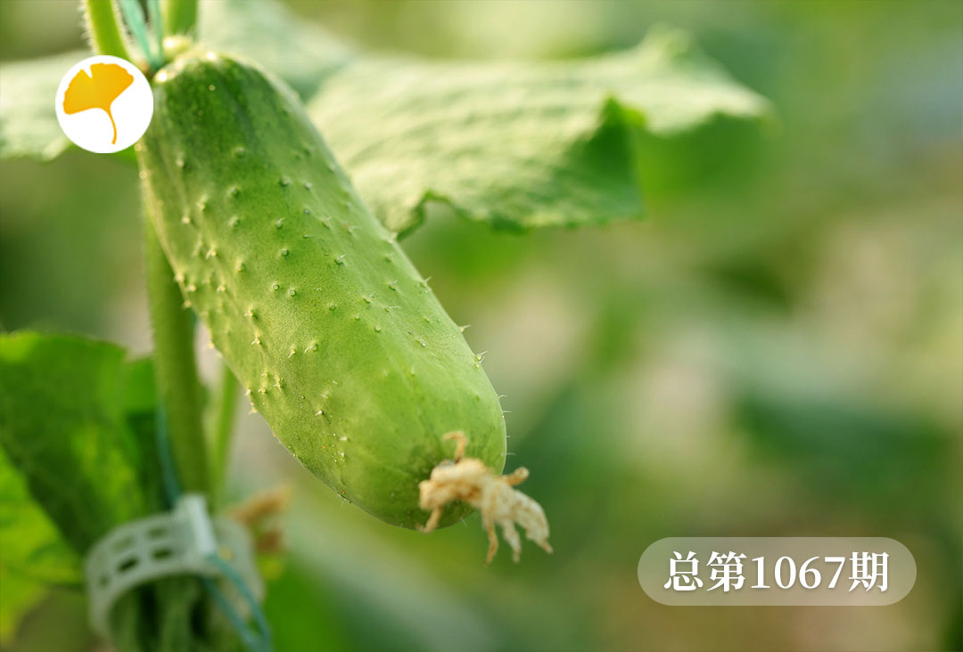 杏林早报 | 夏季“第一”蔬果：补水解渴、减脂，还能养颜，比吃西瓜好(图1)