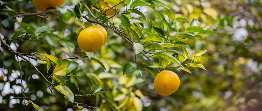 杏林早报 | 水果橘子等于5味药，理气化痰、健脾和胃，这样吃不上火(图2)