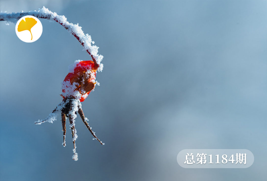 杏林早报 | 小雪：巧借山药补正气，改善咳嗽和气喘，预防呼吸系统疾病(图1)