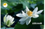 杏林早报 | 胃里像堵了块石头？胃痛热敷