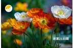 杏林早报 | 胃痛频发？中医教你标本兼治
